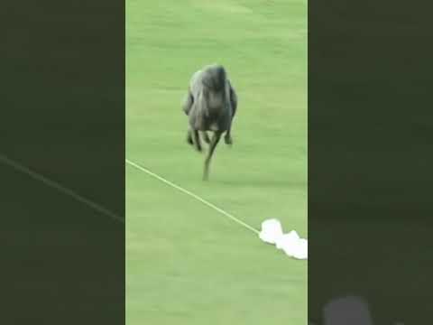 ¡POR DIOS! Encontramos al Usain Bolt ⚡ canino | #shorts