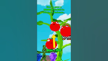 How to grow a MASSIVE PLANT in Plants vs. Brainrots… #roblox #plantsvsbrainrots #viral #subscribe