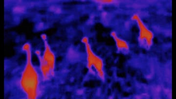 ANAFI Thermal - Wildlife protection