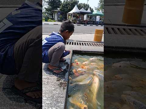 ikan iakn apa yang suka berjemur