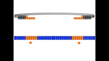 Golden Gate Cloning  # 1: Type IIS Restriction Endonucleases