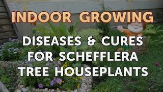 Diseases & Cures for Schefflera Tree Houseplants