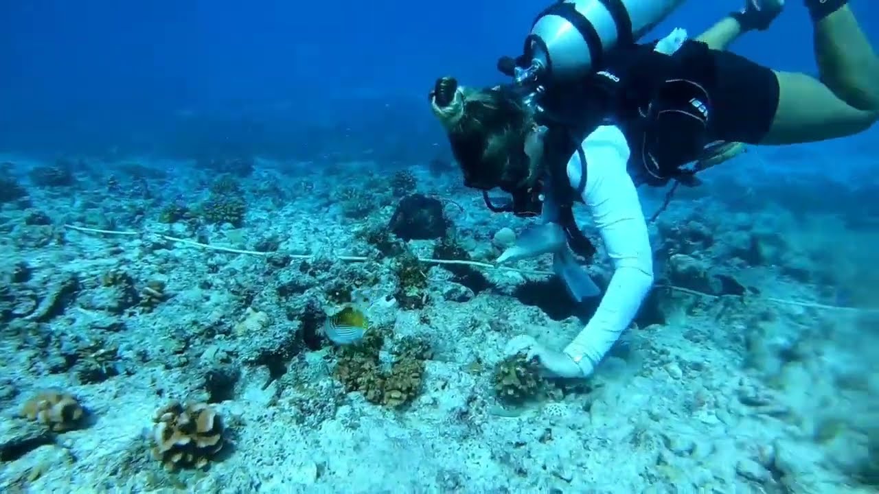 A day in the life of Nature Seychelles Reef Rescuers