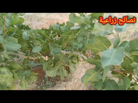 طريقة معرفة هل ستثمر شجرة الفستق في السنة القادمة