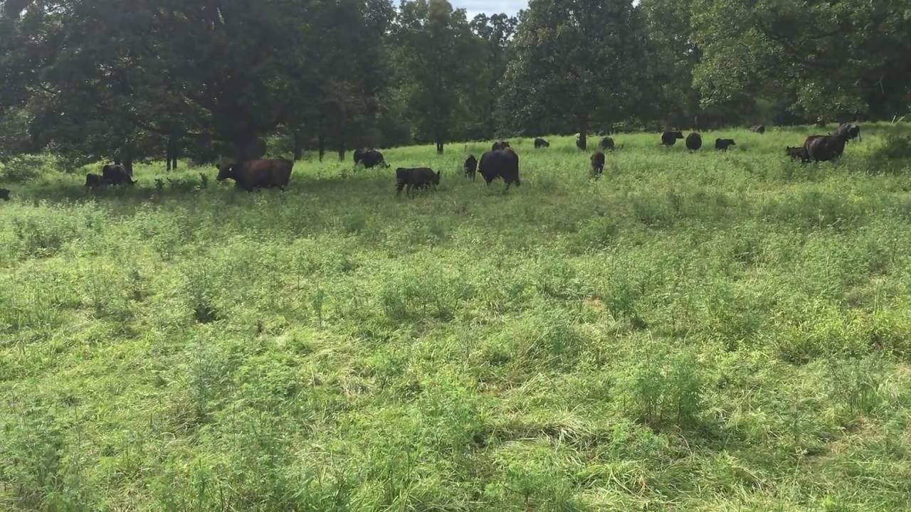 Where Do Cows Sleep YouTube where-do-cows-sleep-youtube