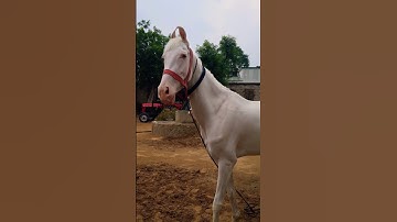 Thumbnail of pretty baby 👶   #new #coversong #singer #song #vintage #oldies #viral #emotional #dream #horse #mare