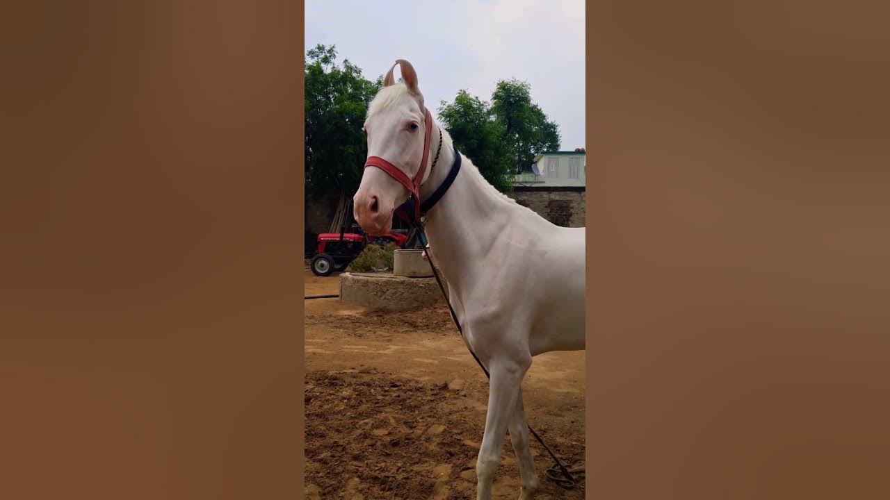 pretty baby 👶   #new #coversong #singer #song #vintage #oldies #viral #emotional #dream #horse #mare