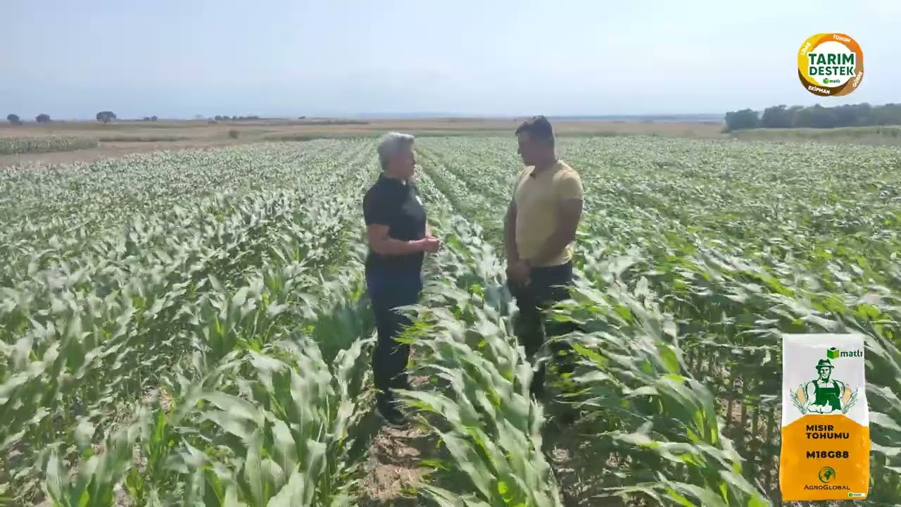 M18G88 Mısır tohumumuzu kullanan Hüseyin Bey anlatıyor...