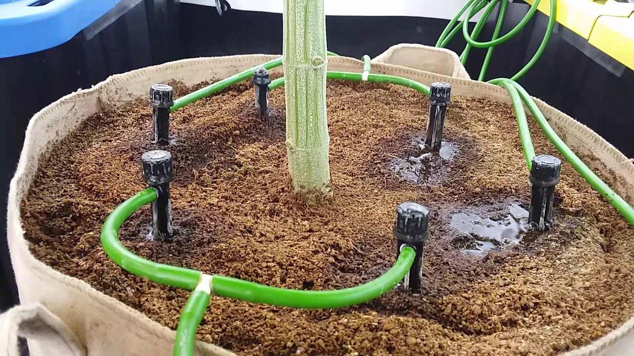 Will We Get a Mega Crop