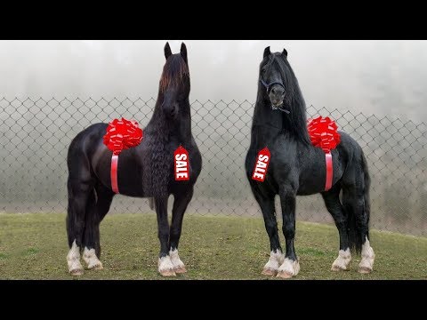 Wideo: Co to jest najlepsza rasa koni?