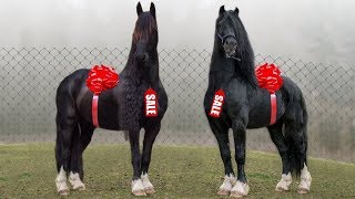 These 10 Most Expensive Horse Breeds - YouTube
