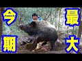 幹夫式誘引法で今期一番の大きさのイノシシを捕獲！！『後編』