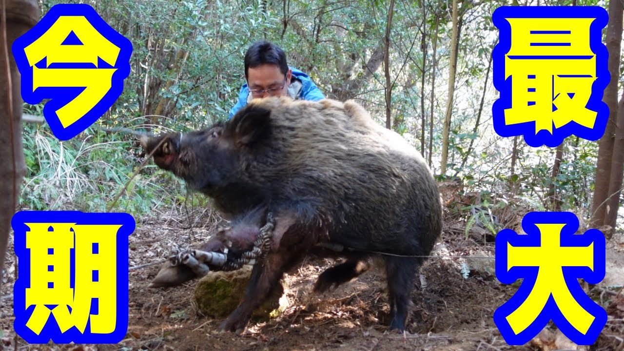 捕獲の瞬間映像 21新年一発目のイノシシ動画です 今年度もよろしくお願いします Youtube