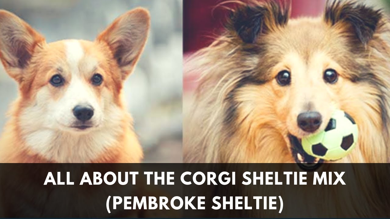 corgi and sheltie