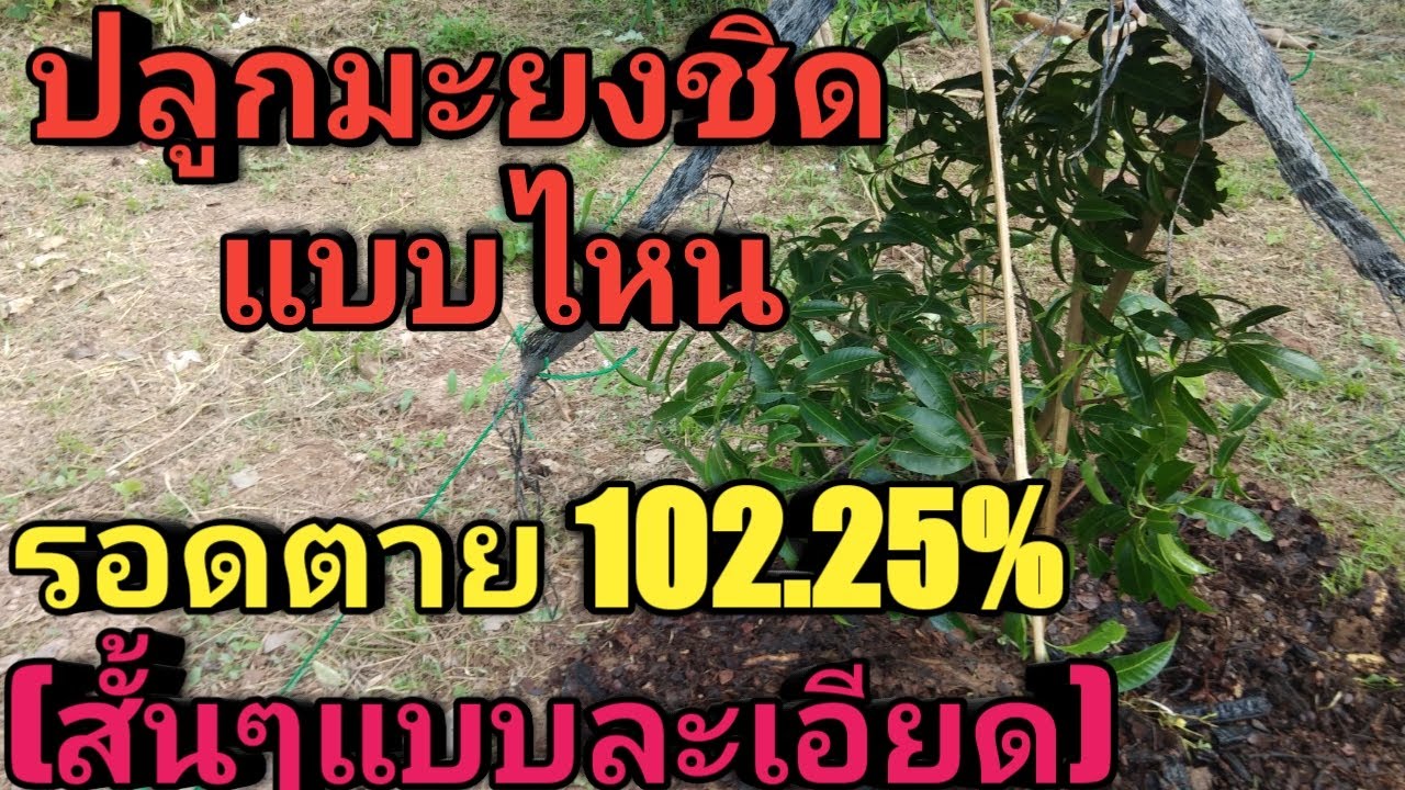 ปลูกมะยงชิดแบบนี้รอดตาย 102 25%