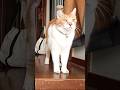 大好きなおっちゃんを待ち続ける猫 #元野良猫チャチャ #猫武将 #cat #ねこ #ゆるめにたのむ