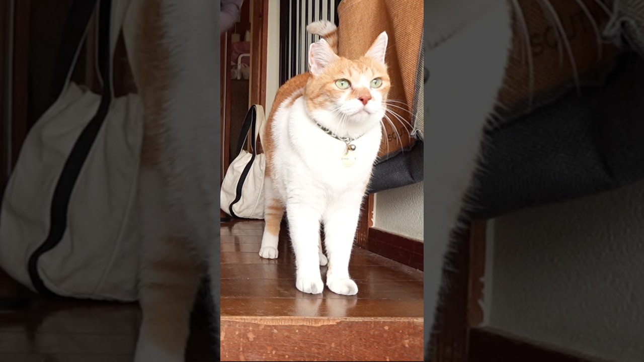 大好きなおっちゃんを待ち続ける猫 #元野良猫チャチャ #猫武将 #cat #ねこ #ゆるめにたのむ