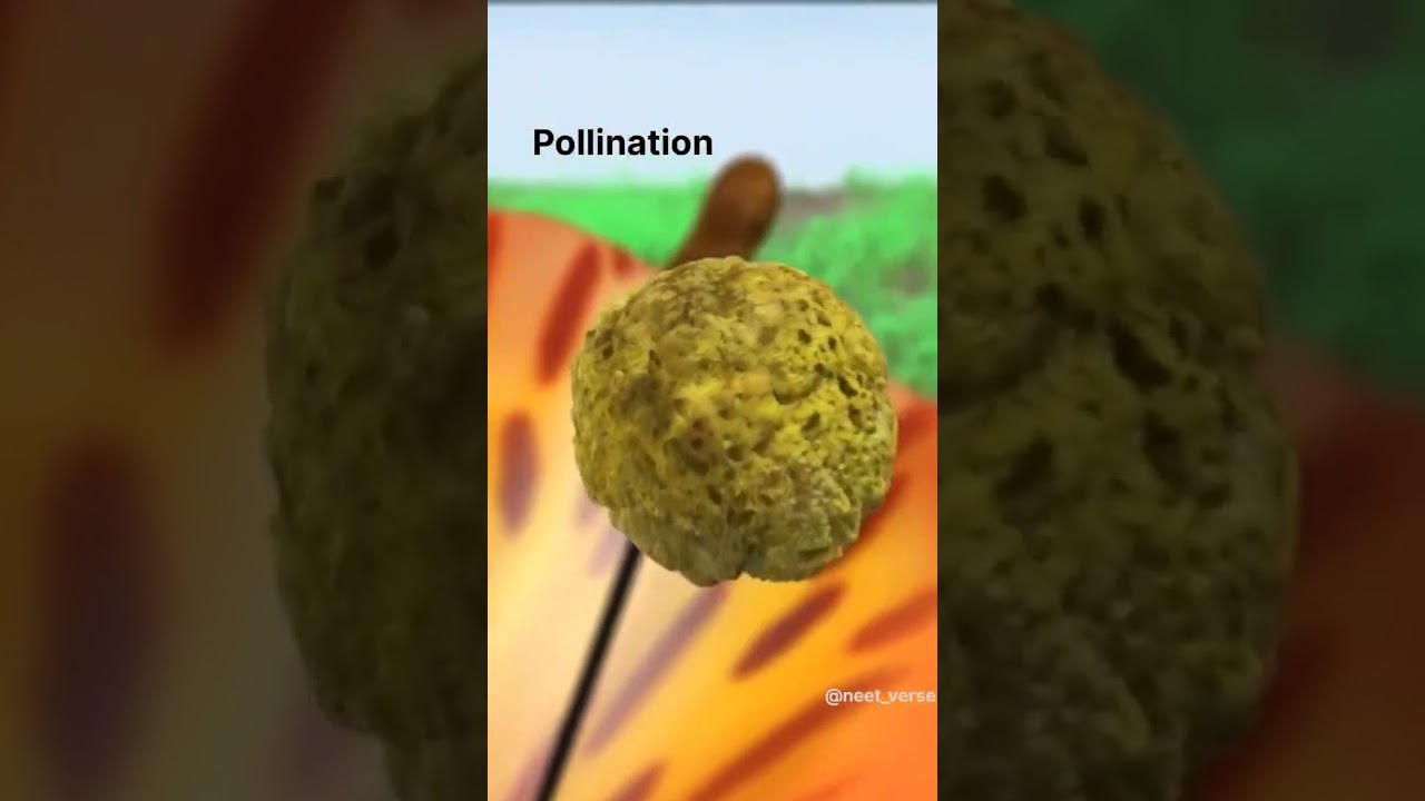 Double fertilization and triple fusion........ Follow @neet_verse on instagram♡ #neet #plantkingdom