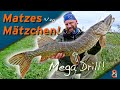 Matze Koch: Hecht! Stellfisch mit der Köfirute! - Matzes Mätzchen 11-2020