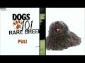 Dogs 101  puli eng