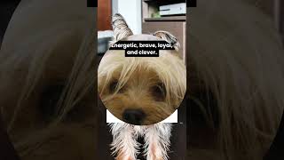 What is the Yorkshire Terrier’s temperament? #dog #facts