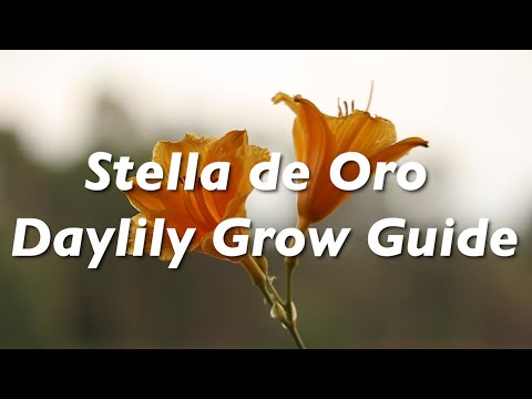 Видео: Грижа за Stella D'Oro Daylilies - Научете как да отглеждате Stella D'Oros