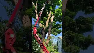 Removal of a tree in Buffalo, NY. #rigging #treeservice