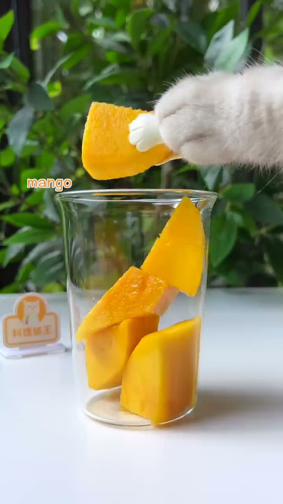 😲REAL Fruit Cake   Mango Latte, So Perfect!😻 | Chef Cat Cooking  #tiktok #Shorts