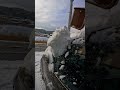 #snow removal on the car#japansnow #heavysnowfall #雪#日本