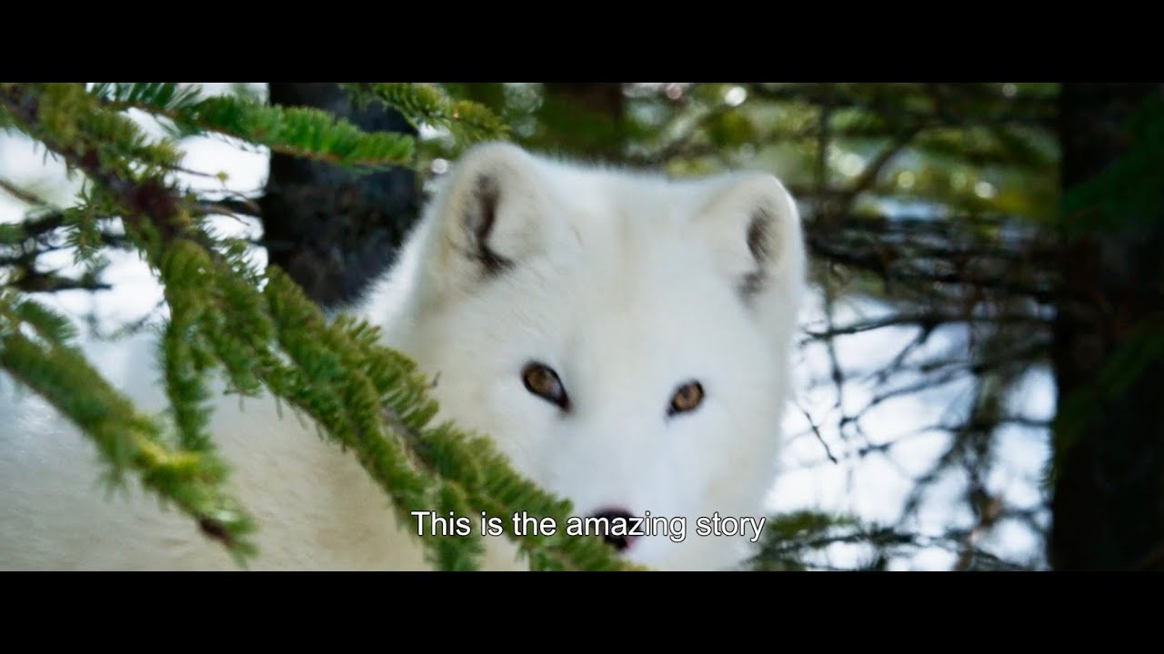 Trailer [Subtitled]
