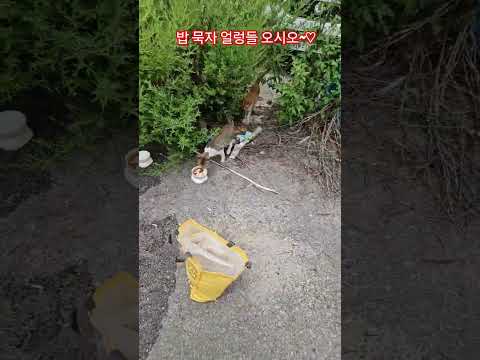 우리 길냥이들 #복순이 #까망이 #퇴근 #부산강서구