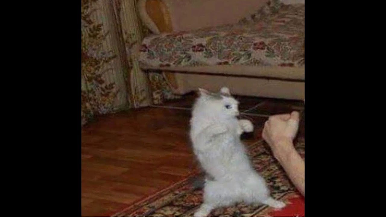 cursed rogue lineage