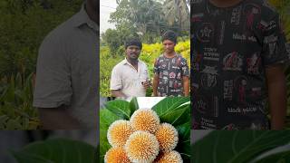 Kadiyam 3 Cadamba Neolamarckia Use in god puja కదంబ పువ్వు#trendingshorts #viralreels #flowers