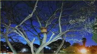 Title: LIVE Owl Nest Cam: Sunset to Sunrise Ambient Stream 🦉🌕