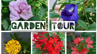 Small Garden Tour #urbangardening   #flowerplants  #terracegarden