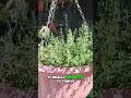Thyme Care: Secrets to Thriving in Full Sun