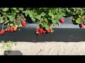 Walking Through A Strawberry Patch