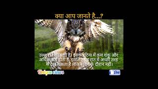 Amazing Facts About Owls