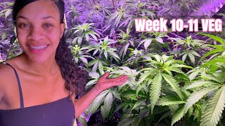 Growing WEED AT Home 🌱 Indoor 5X5 CANNABIS GROW Update
