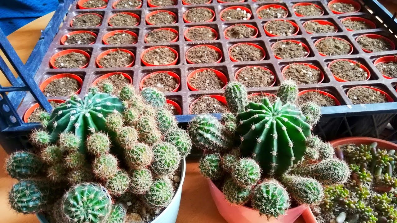 kaktüs çoğaltma / kaktüs yavru ayırma / sukulent çoğaltma / yapraktan sukulent üretimi