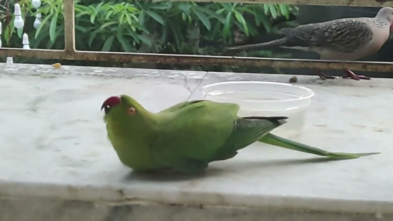 সকলে একসাথে আনন্দে মেতেছে 