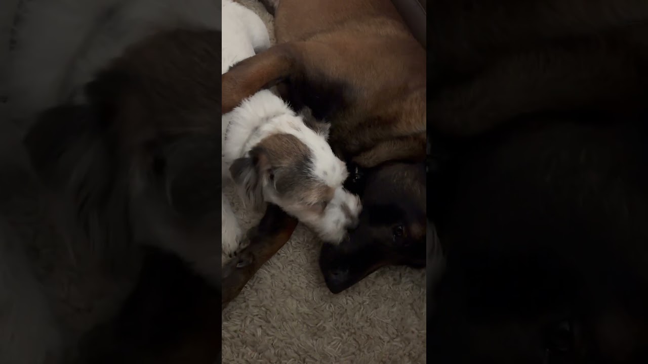 How does a malinois protection dog do with a jack russell 