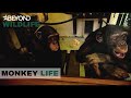 S3E02 | Chimps Give Wildlife Vet The Runaround | Monkey Life | Beyond Wildlife