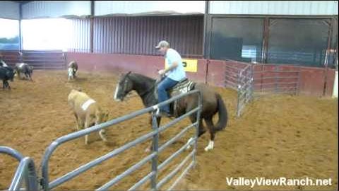 Sallys Dual Pep    ***For info, price, etc., go to our website***  - Valley View Ranch