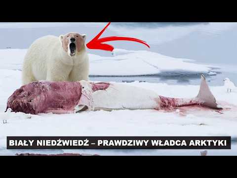 The Amazing Life and Hunt of the Polar Bear!