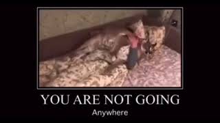 you are not going anywhere floppa meme @treszu