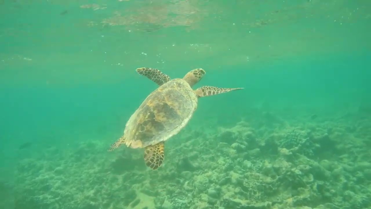 Подводный мир Мальдив, атолл Адду