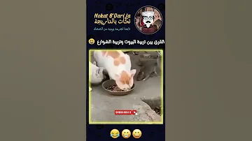 الفرق بين تربية البيوت وتربية الشوارع Nokat Memesvideos Nokat Maghribiya Memes كوميديا ضحك Meme 