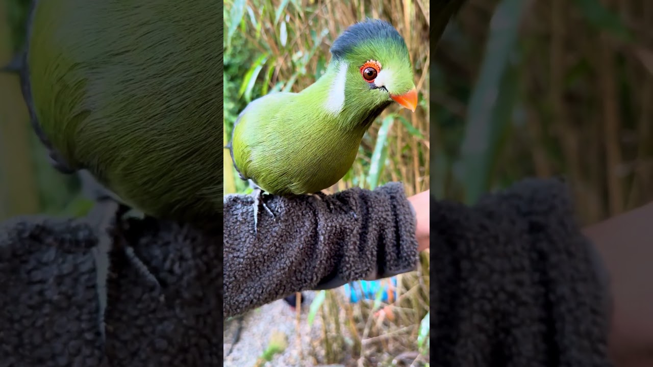 White cheeked turaco bird
