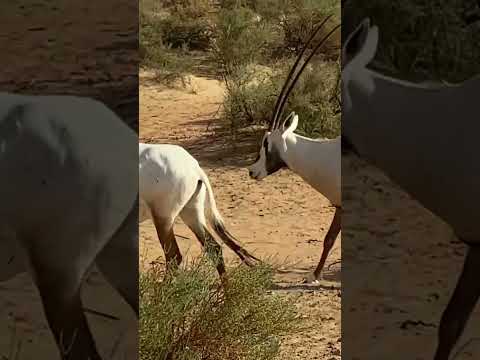 Dubai Desert Conservation Reserve | Al Maha (Arabian Oryx) is a medium-sized antelope in the desert.